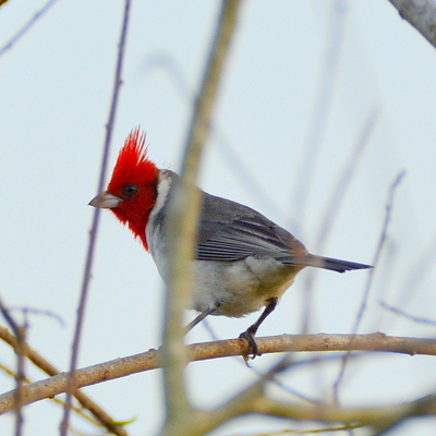 Red-Crested Cardinal